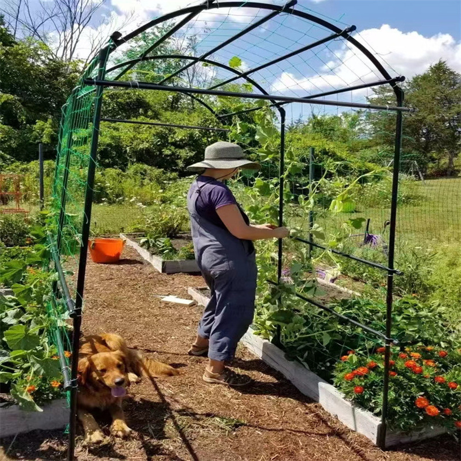 Garden Netting Plant Vine Grow - Vine Climbing Plastic recensione e prezzo